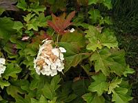 Hydrangea quercifolia 'Snow Queen' (2) (Photo F. Mrugala)